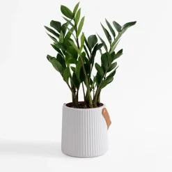 Donice, Osłonki I Kwietniki|inny Doniczka z uchwytem biała 15 cm