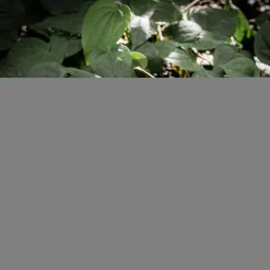 Figurki Dekoracyjne|inny Figurka dekoracyjna, jeż, MIX