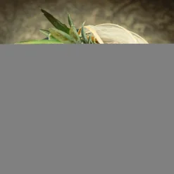 inny Koszyk z moskitierą, bambusowy, 35 cm