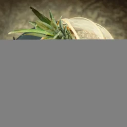 inny Koszyk z moskitierą, bambusowy 25 cm