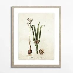 Obrazy I Dekoracje Ścienne|inny Obraz BOTANICAL PLANT I 21x30 cm