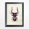 Obrazy I Dekoracje Ścienne| Obraz brązowy owad BEETLE 21x30 cm