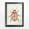 Obrazy I Dekoracje Ścienne| Obraz czerwony owad BEETLE 21x30 cm