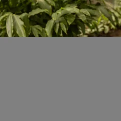 Grill I Piknik|inny Zestaw dzbanek plastikowy i 4 kubki zielone